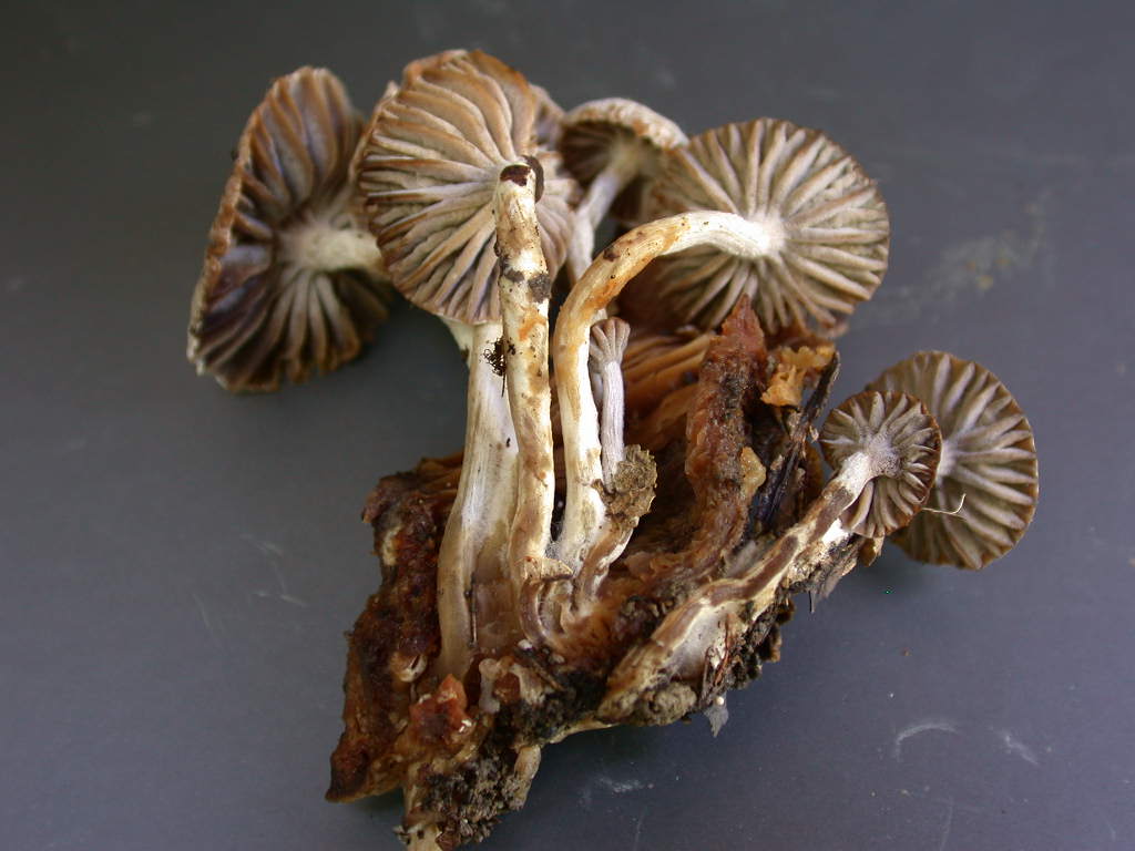 Sar� facile ....  ???   Quizzzz